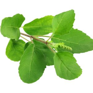 Thai basil